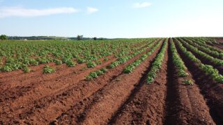 Soil health remains a ‘Cinderella’ subject  – expert