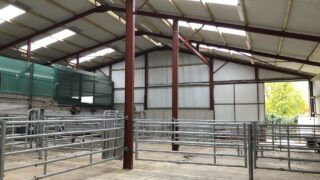 Dairy advice: Time to get your calf shed in order