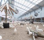 Lidl partners with new egg company to farm higher-welfare chickens