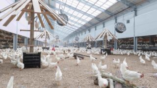 Lidl partners with new egg company to farm higher-welfare chickens