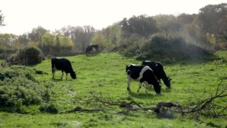 Bluetongue: 4 further cases confirmed in southeast of England