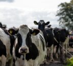 DSM announces partnership to assessment carbon footprint of food