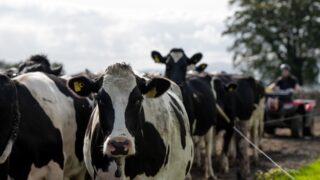 DSM announces partnership to assessment carbon footprint of food