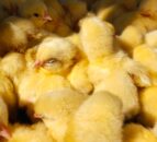 Dutch company secures €40m loan to end culling of male chicks