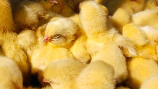 Dutch company secures €40m loan to end culling of male chicks