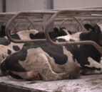 Drying-off: Getting to know the bacteria on your farm