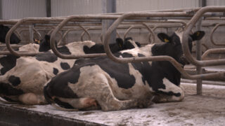 Dairy advice: Lime during housed period