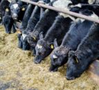 Dairy advice: Manging heifer calves during winter months
