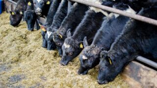 Dairy advice: Manging heifer calves during winter months