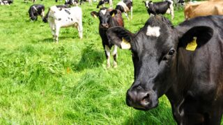 3 finalists selected for Royal Dairy Innovation Award