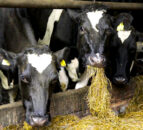 Antimicrobial resistance to be tackled through restrictions on antibiotics
