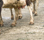 Pembrokeshire Creamery opening creates 80 new jobs