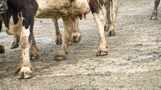 Viva activists to protest against the UK dairy industry this weekend
