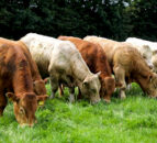 Report reveals threats and opportunities of cultured meat seen by farmers