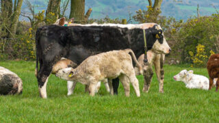 No plans to cut food production levels in NI – DAERA