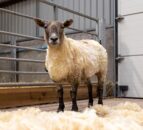 RSABI and SSPCA to benefit from 'Britain's loneliest sheep' legacy fund