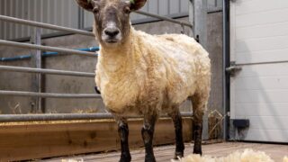 RSABI and SSPCA to benefit from ‘Britain’s loneliest sheep’ legacy fund
