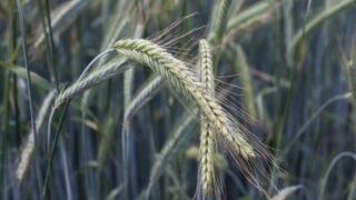Tillage: Getting the early agronomy of winter crops right is crucial