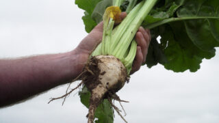 Fodder beet: One of the few good news stories for tillage in 2023