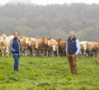 Dawn Meats sources 96% of Irish cattle from QA farms