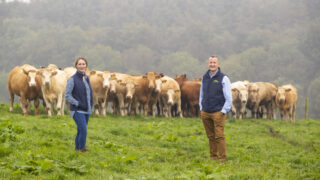 Dawn Meats sources 96% of Irish cattle from QA farms