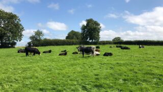66% of NI consumers believe farmers should get more support