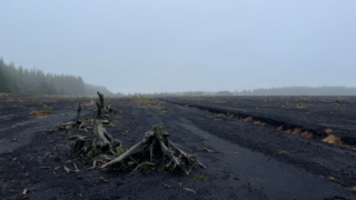 Tyrone bog to be transformed into peatland restoration hub
