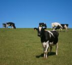 EU Dairy Symposium: Farming and climate action are in ‘comfortable co-existence’