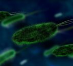 Research: Antibiotic removal not a ‘reset button’ for AMR