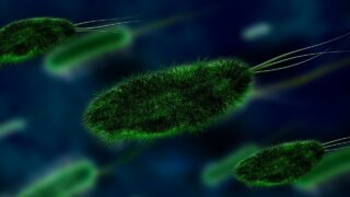 Research: Antibiotic removal not a ‘reset button’ for AMR