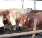 Global Roundtable for Sustainable Beef attends COP28