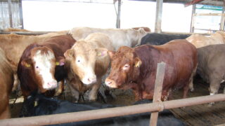 Global Roundtable for Sustainable Beef attends COP28