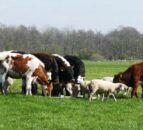 Keeping vigilant for parasites in autumn