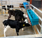 New guide on designing calf housing launched