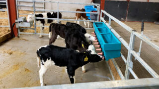 New guide on designing calf housing launched