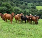 Drop in livestock numbers would 'irreparably damage' Welsh industry - HCC