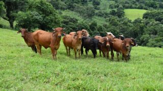 Report: Brazil expected to reach record levels of beef production