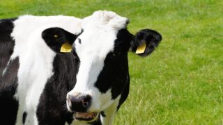 New bluetongue ‘surveillance’ requirements in England confirmed