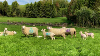 NI sheep farmers to discuss sheep scab control at Hilltown event