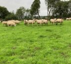 Awards handed out for 'valued industry contibutions' at NSA Sheep Event dinner