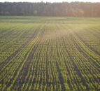Tillage: Placed phosphate fertiliser on cereal seed beds