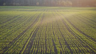 Tillage: Placed phosphate fertiliser on cereal seed beds