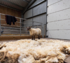 ‘Britain’s loneliest sheep’ rescued at the foot of Scottish cliffs after two years