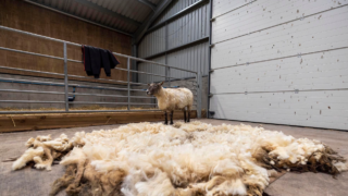‘Britain’s loneliest sheep’ rescued at the foot of Scottish cliffs after two years