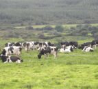 Dairy advice: Drier conditions see a return to grazing for some