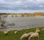 NIFRS rescues 30 sheep from field flooding in Co. Down