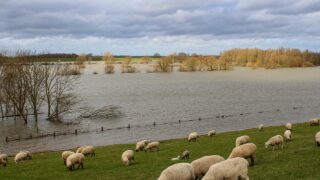 NIFRS rescues 30 sheep from field flooding in Co. Down