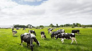 Agri-food leaders ‘optimistic’ about global food system -Alltech