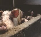 Pig industry scholarship seeks applicants for 2025/2026