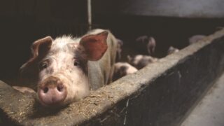 UK agency confirms human case of flu virus detected in pigs